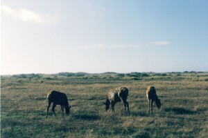 Elk