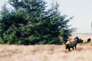 Big Elk