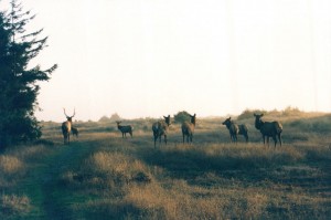 Elk at sunset