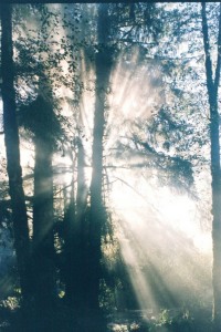 Light through the trees