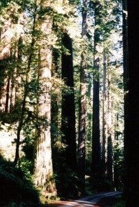 Redwoods