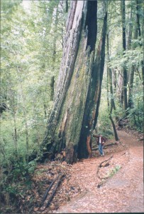 Bart on the Redwood trail