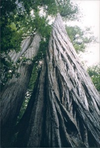 Redwoods