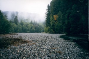 River and misty trees