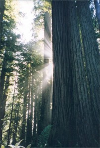 Redwoods