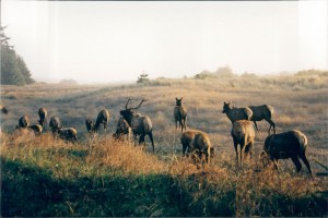 Elk at sunset