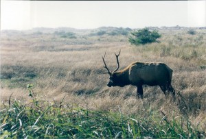 Papa Elk