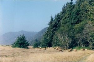 Elk near the beach