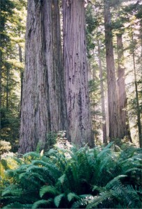 Redwoods