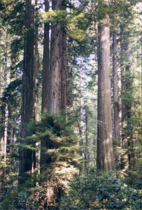 Redwoods