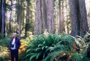 Les amongst the Redwoods