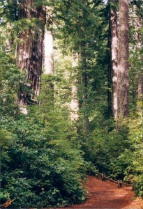 Redwoods