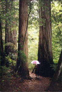 Les in the Redwoods