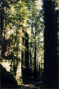 Redwoods