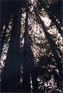 Redwoods