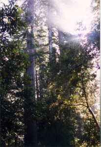 Redwoods