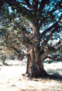 Big tree