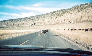 Stop for pedestrians