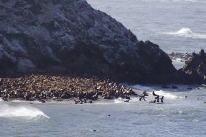 Mass of sea lions (or seals), Cape Arago