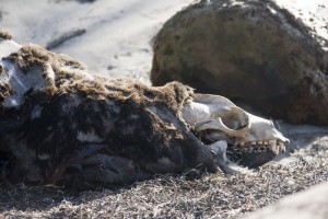 Dead sea lion (or seal)