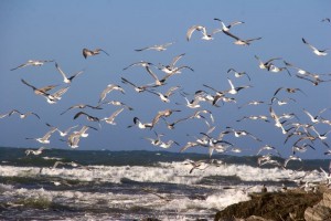 A flock of seagulls (not the 80's group)