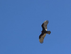 Buzzard