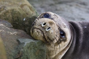 Sea lion (or seal)