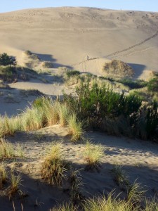 Oregon Dunes