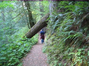 The path to Golden and Silver Falls