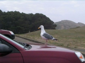 Parking lot attendant