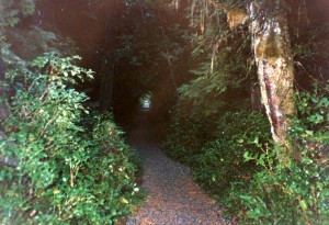 Trail through the woods