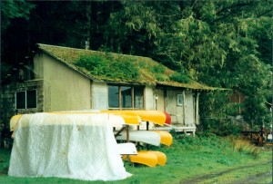 Trees growing on the roof