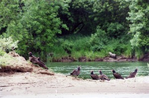 Flock of birds