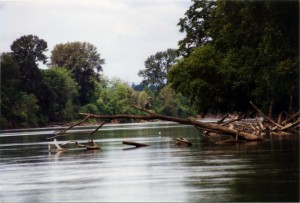 Heron (on the log)