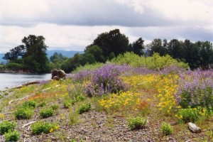 Lots of flowers