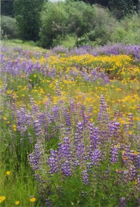 Lots more flowers