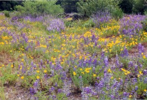 A plethora of flowers