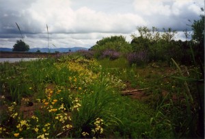 Other flowers