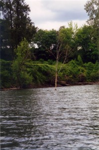 River tree (vertical)