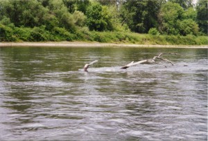 River tree (horizontal)