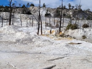 Mammoth Hot Springs (Les)