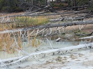 Norris geyser basin (Les)