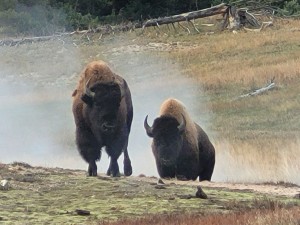 Two bison (Les)