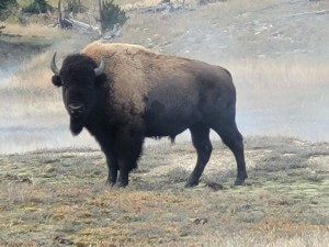 One bison (Les)