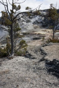 Mammoth Hot Springs