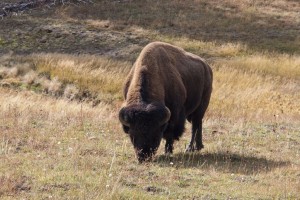 Bison