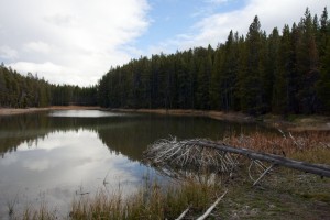 Norris geyser basin