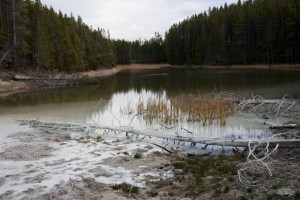 Norris geyser basin