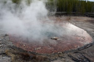 Norris geyser basin