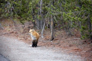 Fox hitchhiking